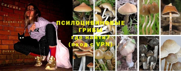 PSILOCYBIN Балабаново